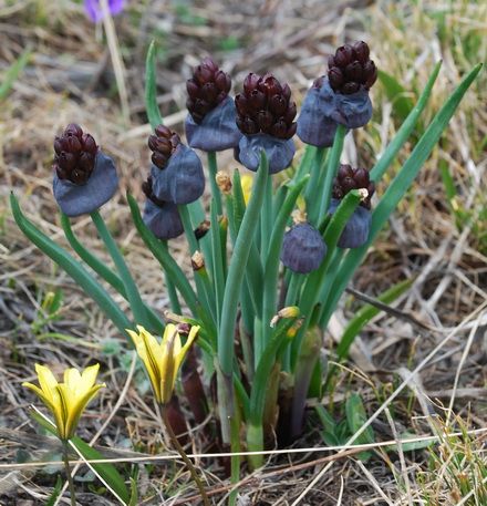 Allium atrosanguineum Srhrenk - Лук черно-красный